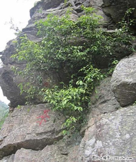 平乐石崖茶，珍贵仅次于金花茶 - 成都生活资讯 - 成都28生活网 cd.28life.net