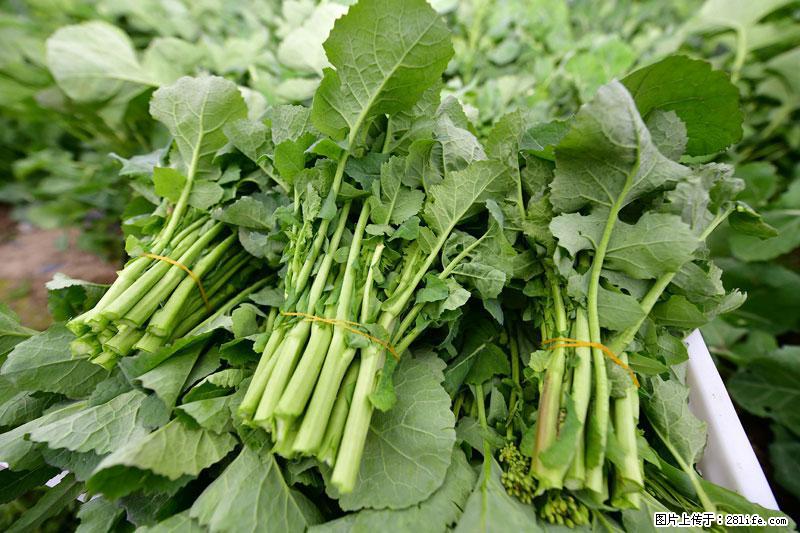 这些蔬菜是“天然钙片”，这6种被医生重点推荐 - 成都生活资讯 - 成都28生活网 cd.28life.net
